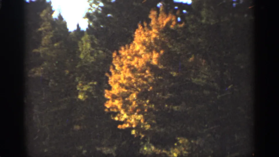 1965 Duluth 8mm frame showing orange-yellow autumn foliage set against darker evergreen woods.