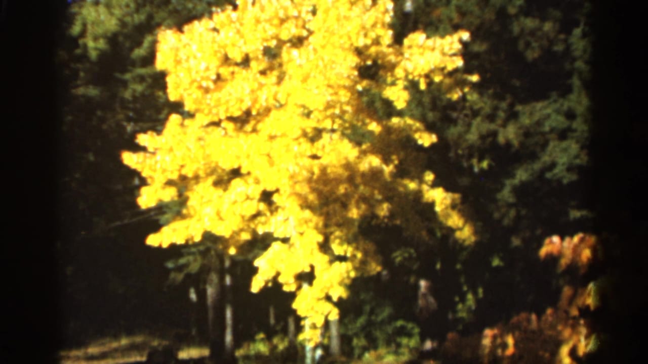 Bright yellow autumn tree in front of dark green forest.