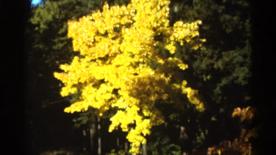 Close 8mm view of vivid yellow fall foliage with shaded Duluth forest behind it.