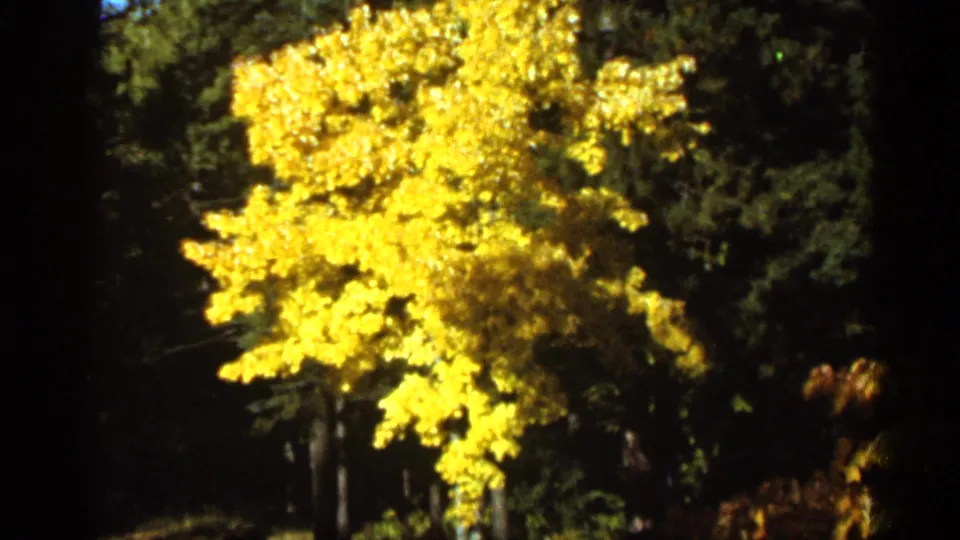 Yellow autumn tree remains centered against dark evergreens in this 1965 Duluth home-movie frame.