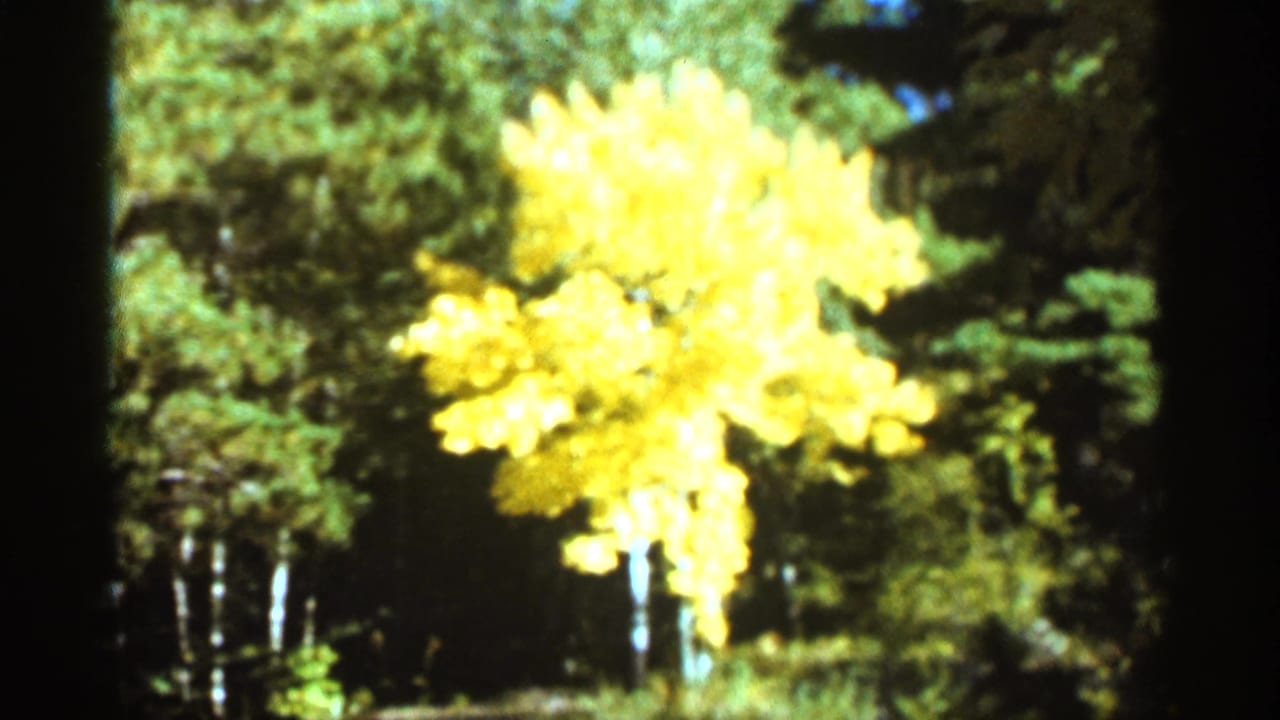 Golden yellow tree lit by sun against darker green forest.