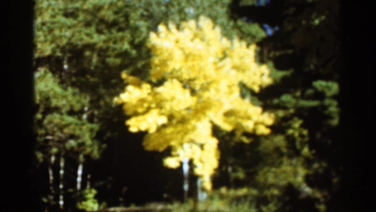 Sunlit yellow tree framed by dark green trees.