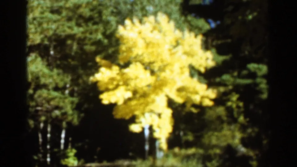 1965 Duluth frame with a yellow-leafed tree in strong sun, surrounded by darker green forest growth.