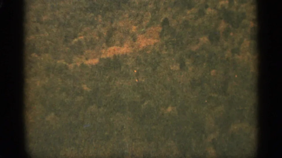 1965 Duluth 8mm frame showing dense forest texture and yellow-green foliage, partly bordered by dark scan edges.