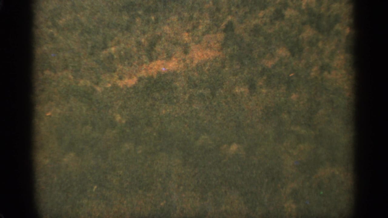 Soft-focus green and brown wooded hillside framed by dark 8mm film borders.
