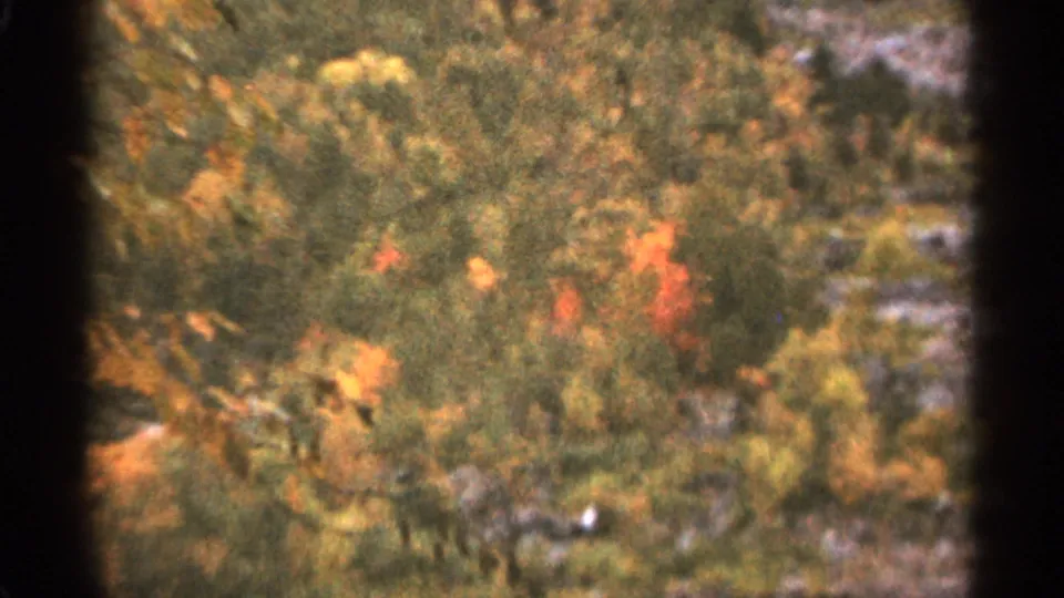 1965 Duluth, Minnesota frame showing red, yellow, and green autumn trees on a soft-focus wooded slope with visible film grain.