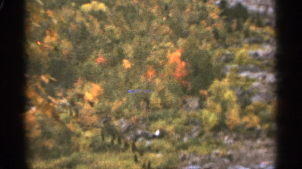 1965 Duluth, Minnesota home-movie frame with orange-red leaves, green woodland, brown ground cover, grain, and small color specks.