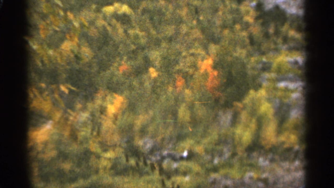 Soft-focus green and orange foliage seen through dark 8mm film borders.