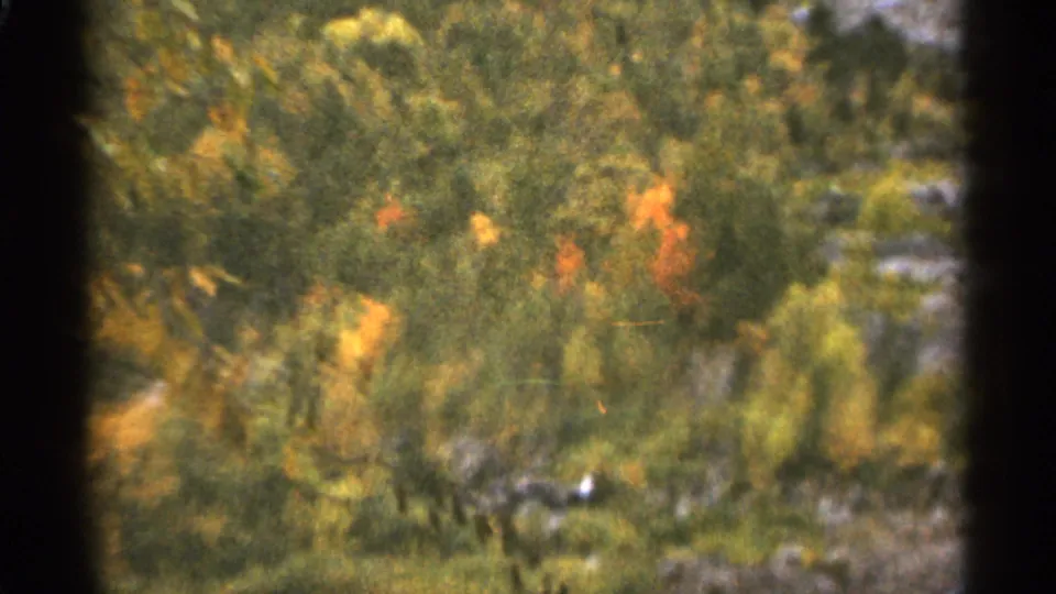 1965 Duluth 8mm frame with blurred green foliage and orange leaves moving in wind, framed by dark film edges.