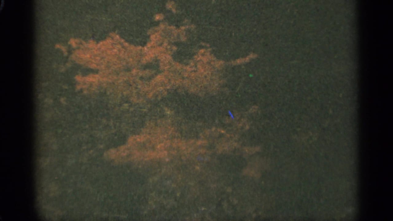Orange-leaved branch against a dark green background on grainy film.