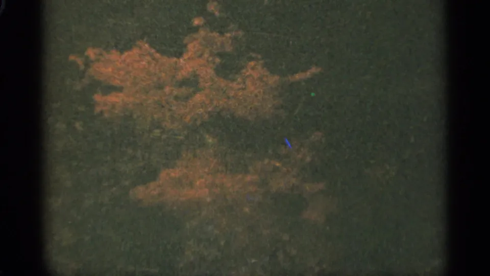 1965 Duluth 8mm frame showing orange leaves or a branch against dark green vegetation during windy motion.