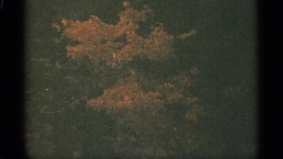 1965 Duluth home-movie frame with orange leaves over green vegetation, softened by motion and film grain.