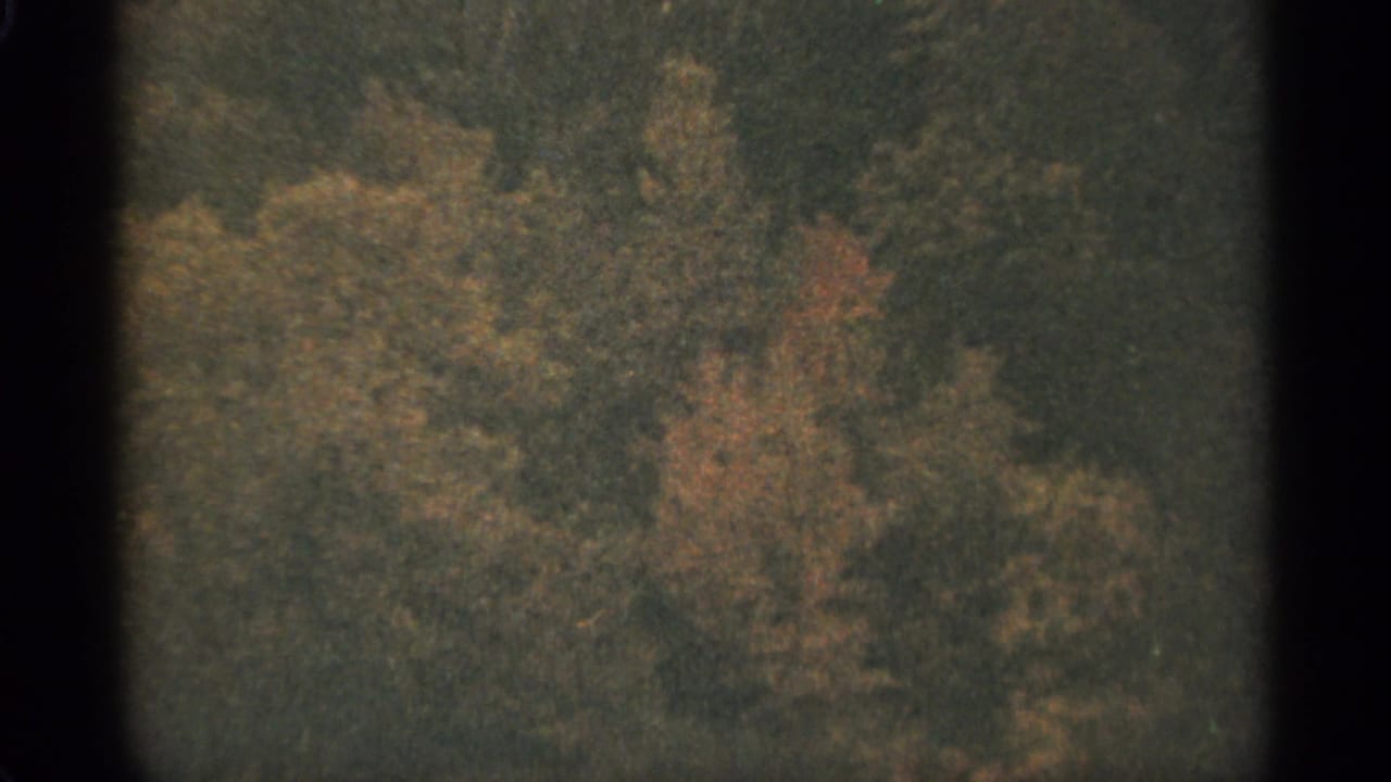 Soft 8mm view of dense autumn trees behind dark film gate edges.