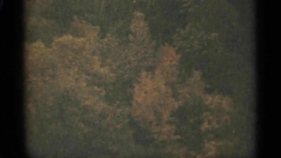 1965 Duluth-area 8mm frame showing a blurred canopy of autumn trees with muted green and orange foliage.