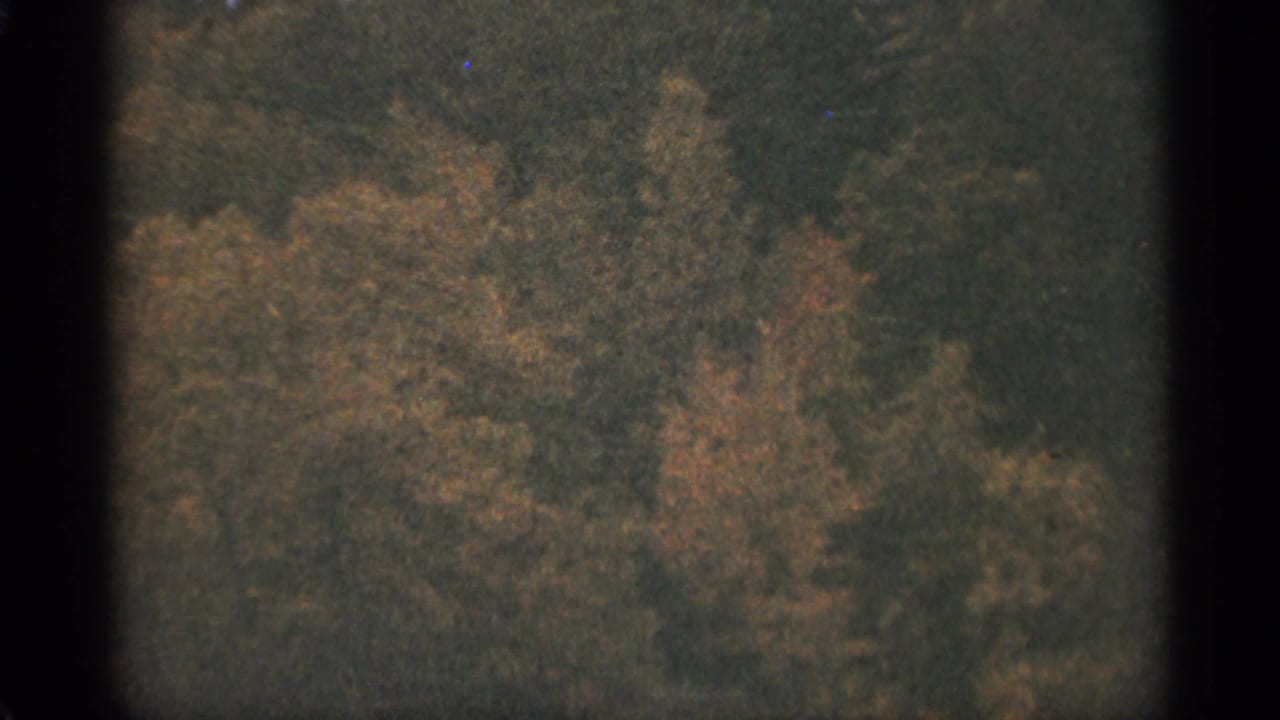 1965 Duluth-area home-movie frame of wooded autumn foliage, softened by grain, fading, and 8mm gate shadows.