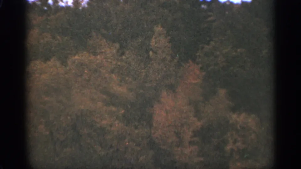 1965 Duluth-area 8mm frame with dense brush and autumn leaves, partially obscured by soft exposure and film grain.