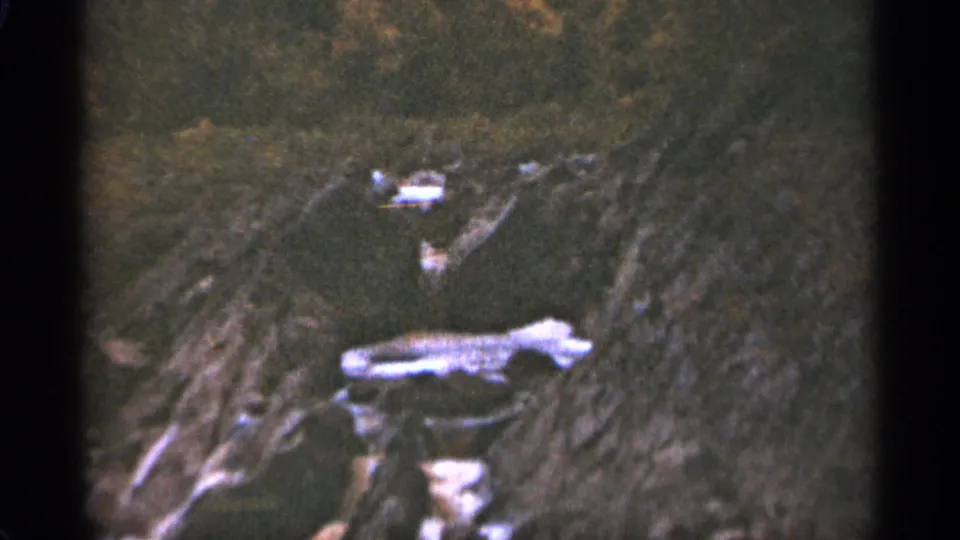 1965 Duluth-area 8mm frame showing a dark wooded slope with pale branches or rocks and surrounding autumn foliage.
