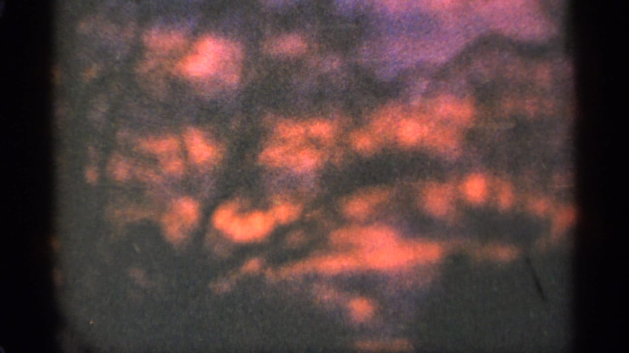 Blurred orange sunset patches show through a dark wooded scene.