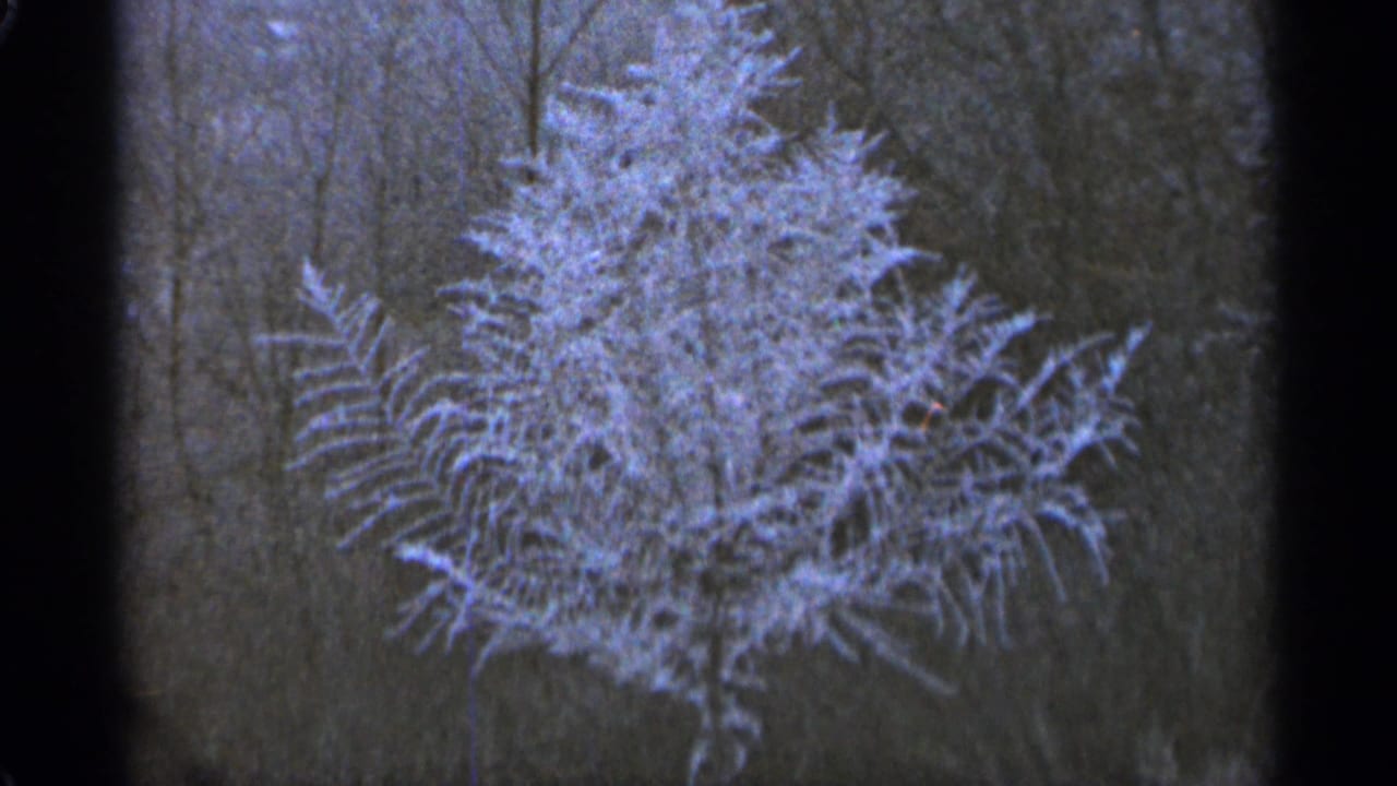 Snow-covered evergreen branches in a dark winter forest.