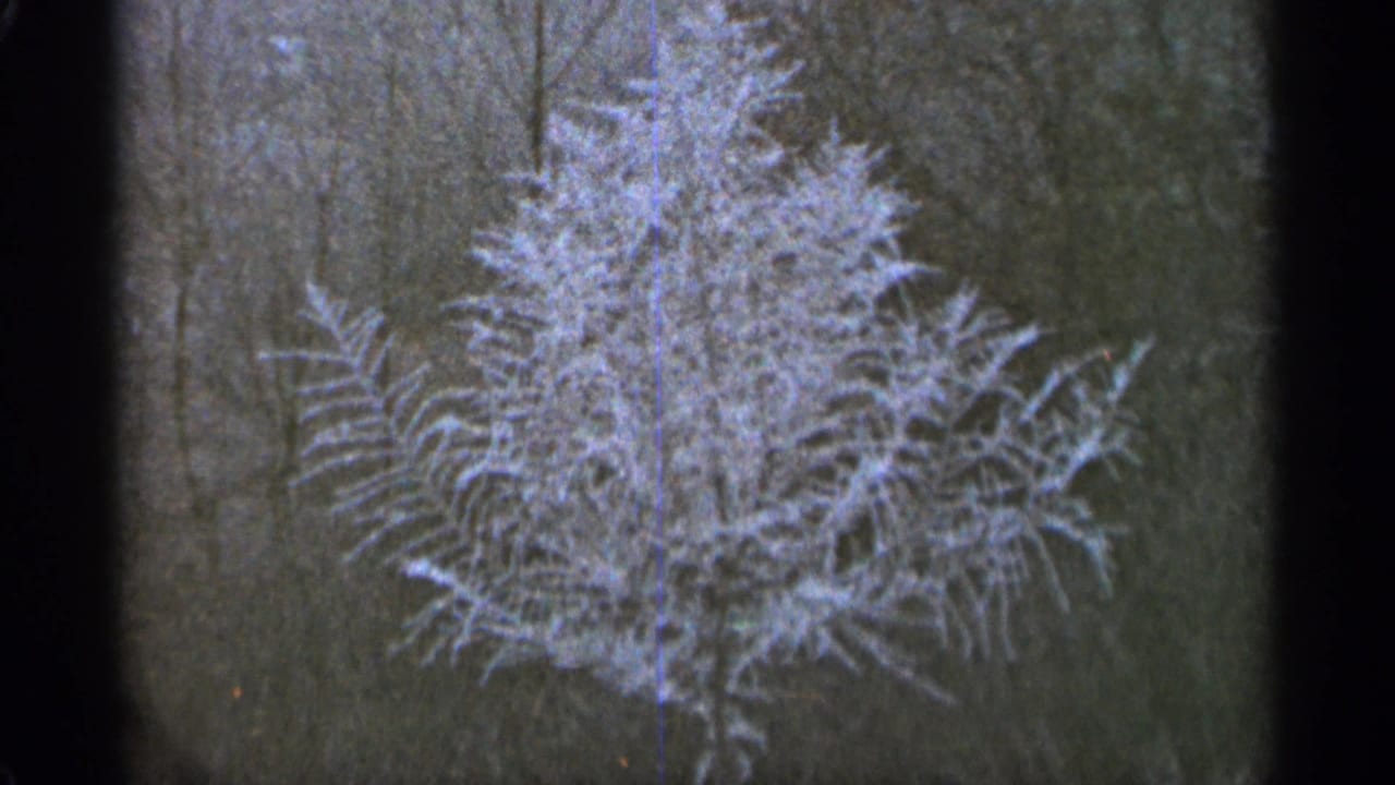 Frosted evergreen tree centered against bare winter woods.
