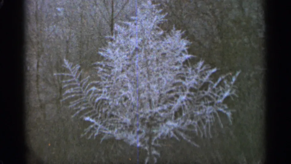 A snow-laden evergreen remains centered in the Duluth winter scene, framed by bare trees and dark woodland tones.