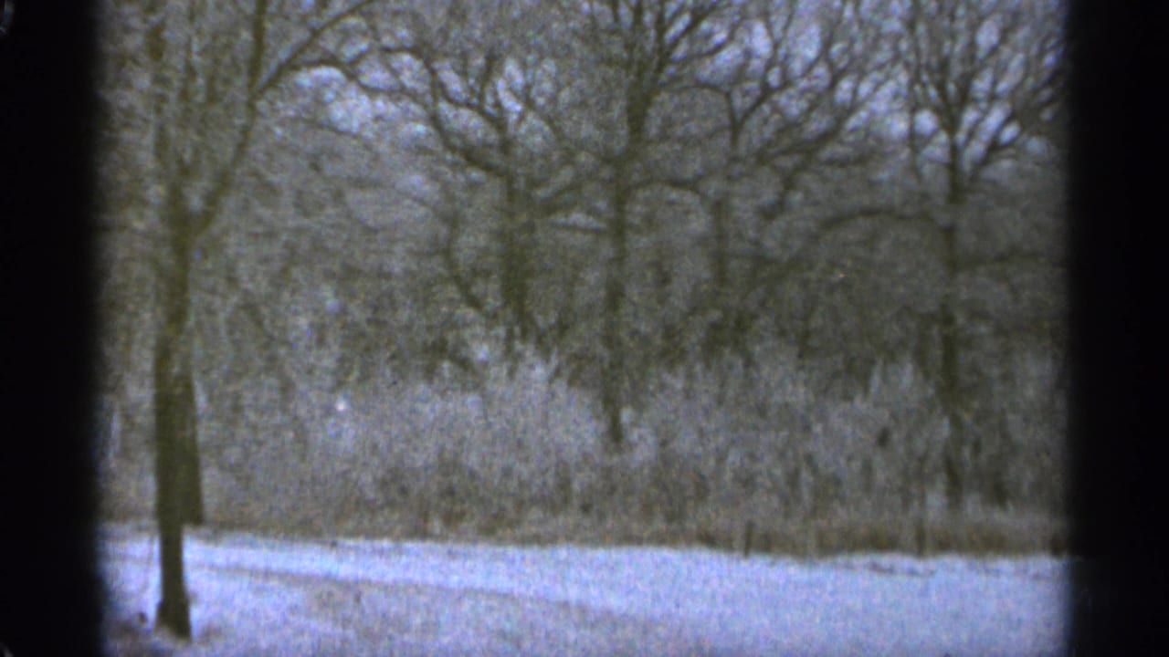 Snowy woodland with bare trees and brush under an overcast sky.