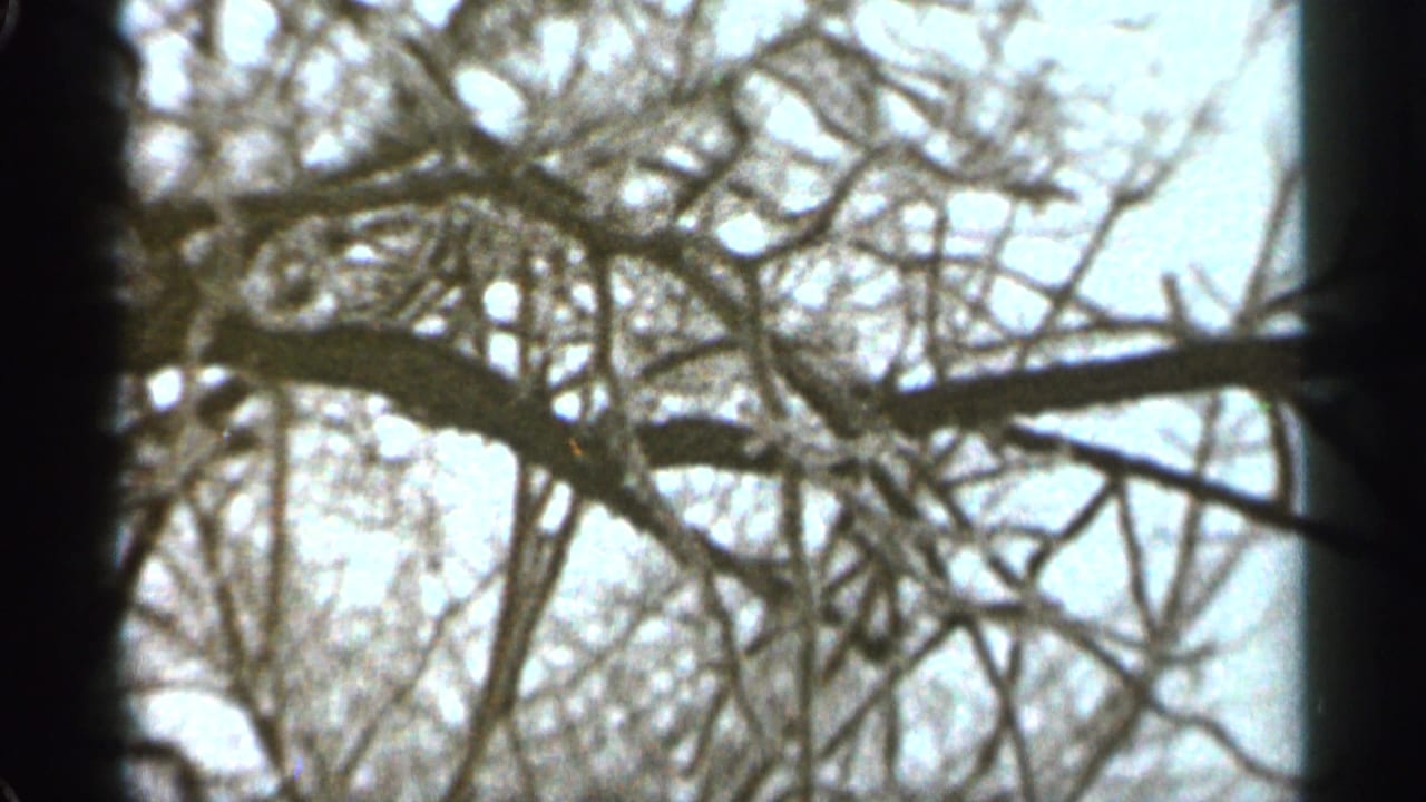 Bare tree branches against a pale winter sky with dark film borders.