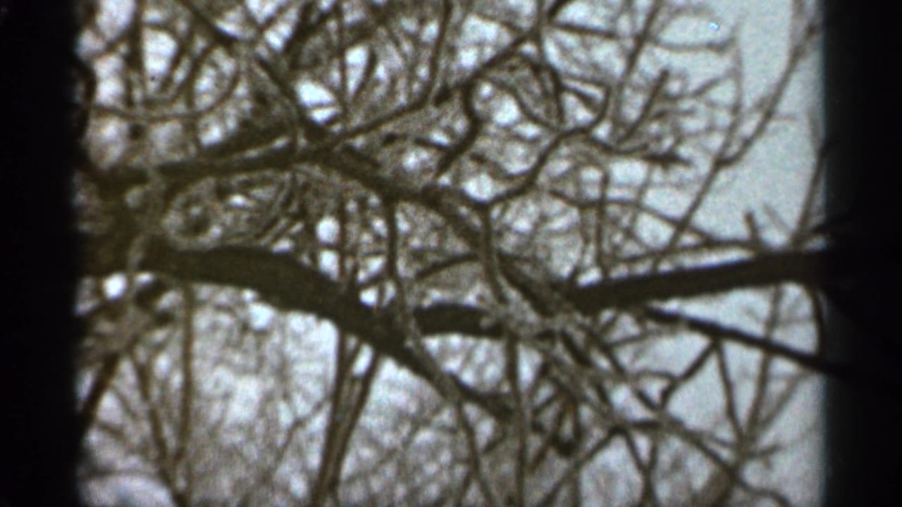 Leafless branches crossing a pale sky, framed by dark film edges.