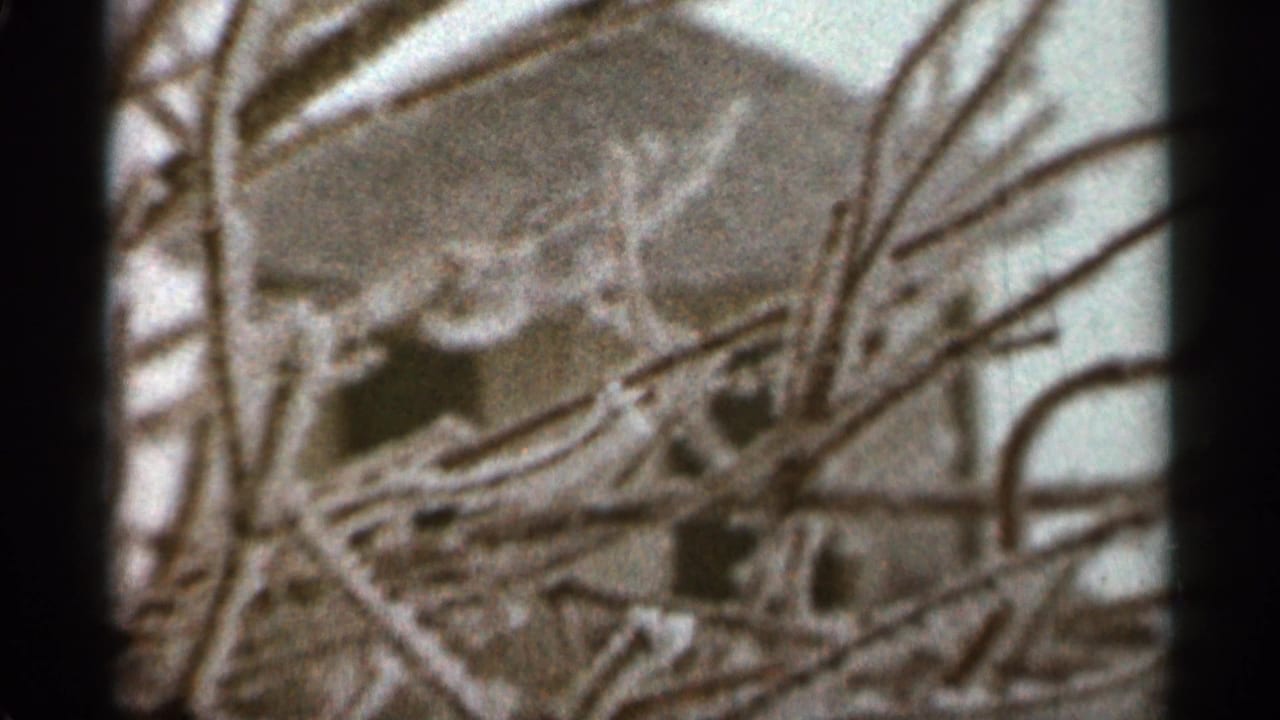 Dense bare branches cross a soft-focus building in winter.