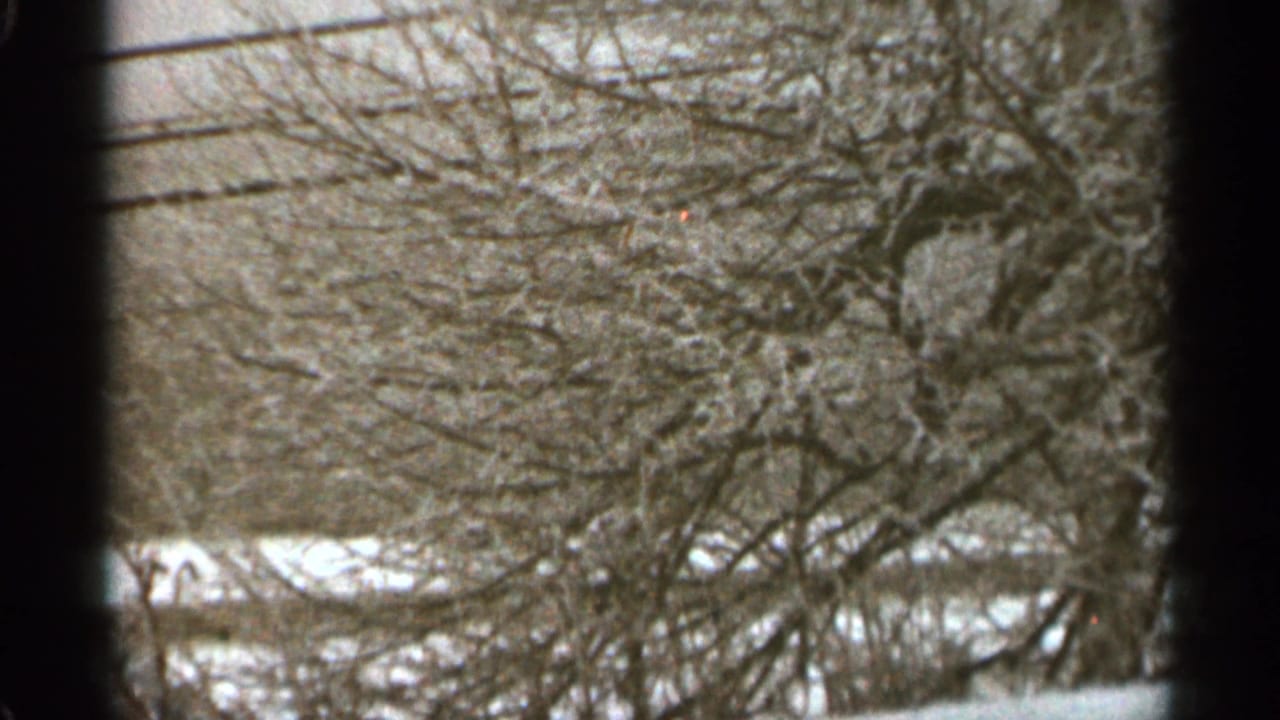 Bare winter tree branches and utility lines above snow-covered ground.
