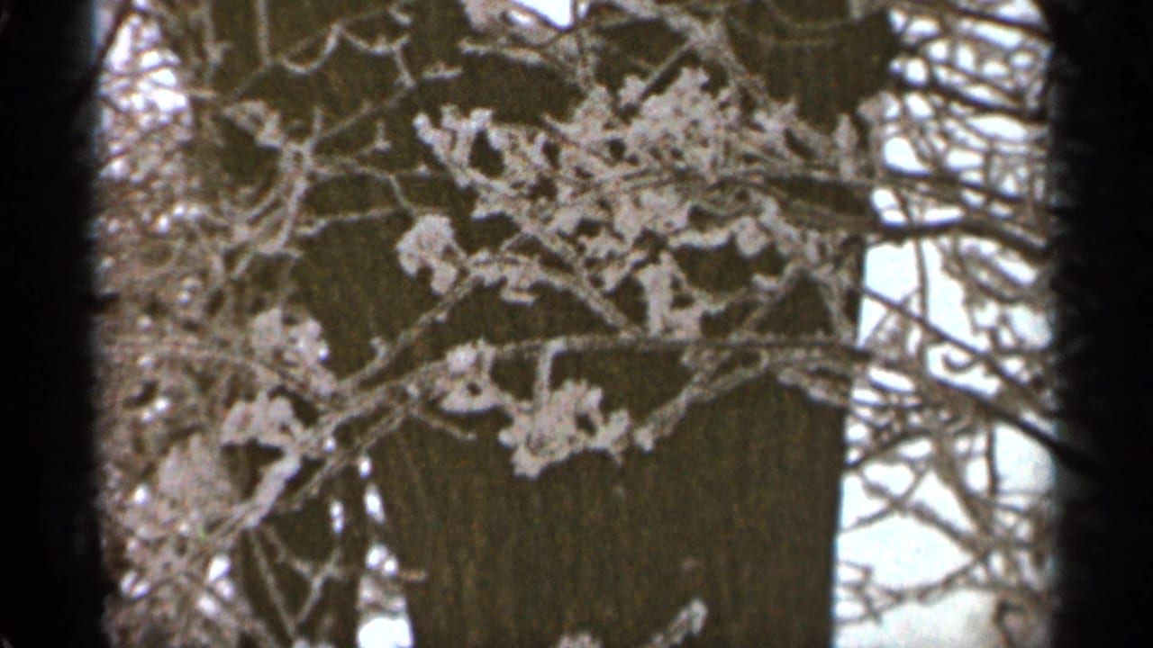Frosted branches in front of a large tree trunk with bare limbs around them.