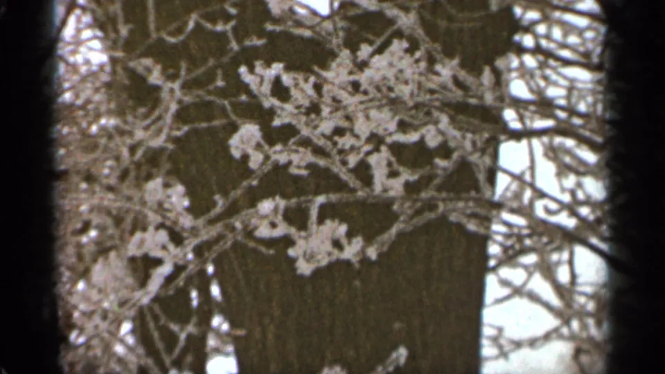 1965 Duluth winter frame with frost-coated branches crossing a large tree trunk and bare limbs in soft 8mm color.