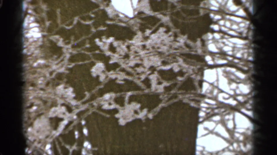 Duluth 1965 home-movie frame showing frost-covered twigs and branches in front of a large tree trunk and pale winter sky.