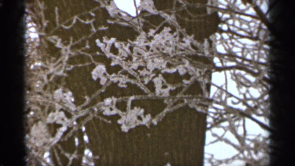 1965 Duluth frame with frosted branches layered over a large tree trunk, surrounded by bare limbs and pale winter light.