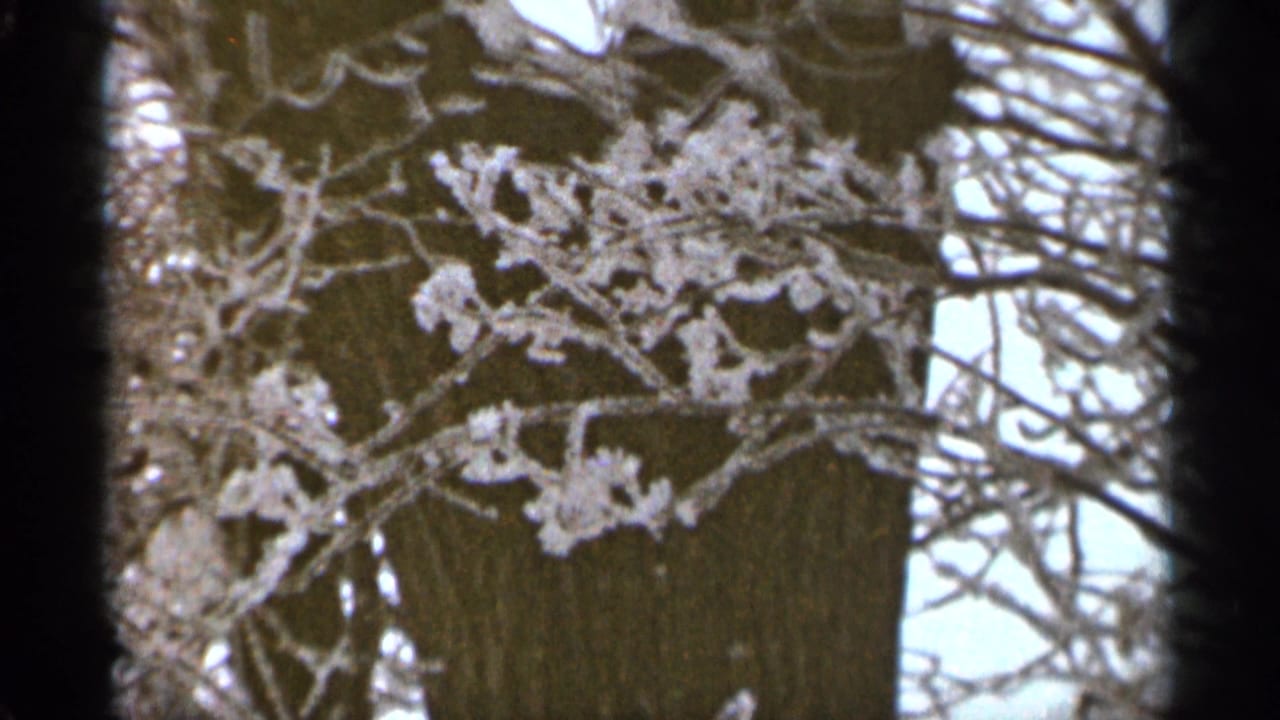 Frost-covered tree branches against a pale winter sky.