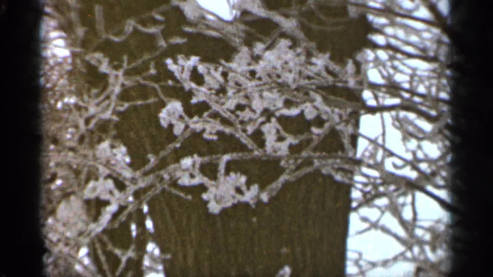 Frost-coated branches and a tree trunk fill the frame in 1965 Duluth home-movie footage.