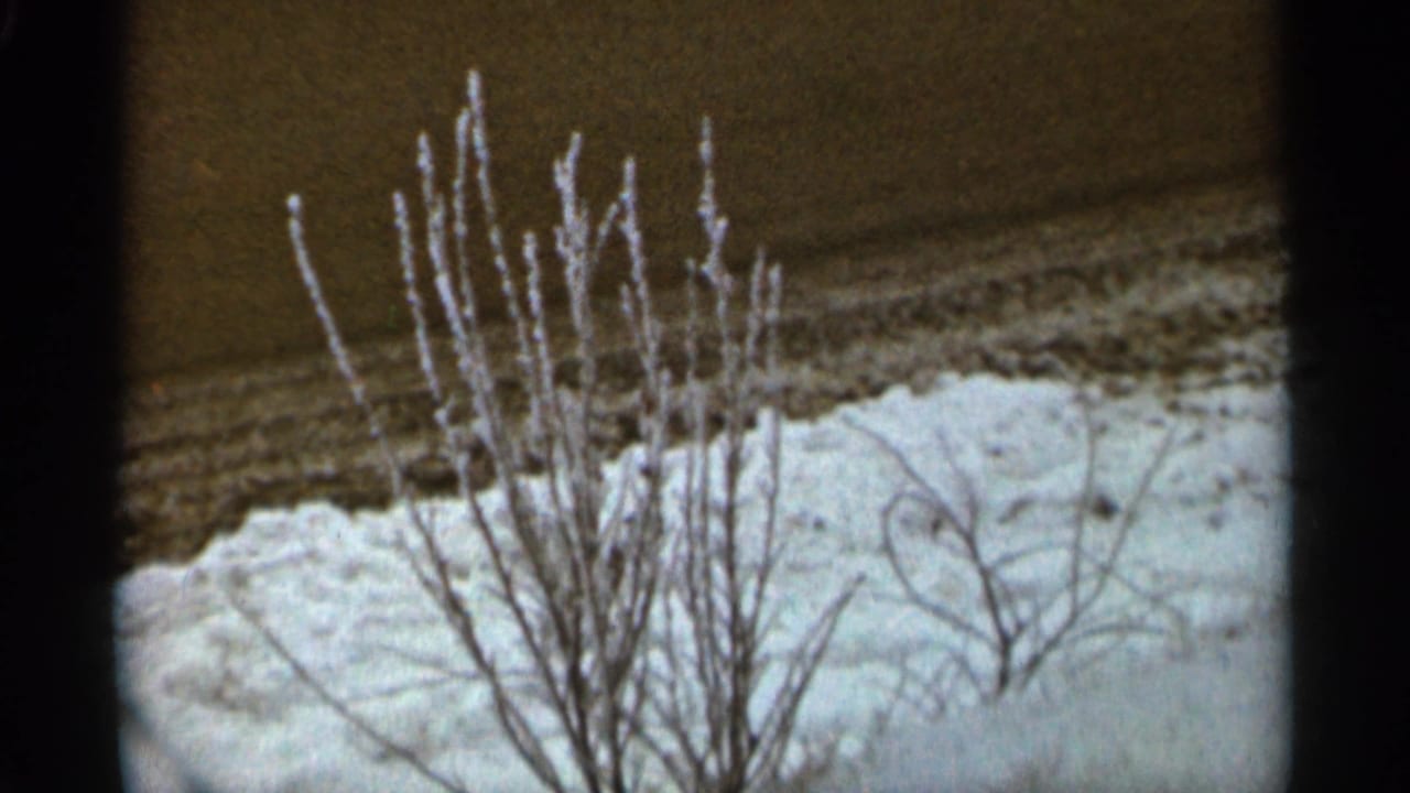 Leafless shrub beside snow-covered ground and a darker bare strip.