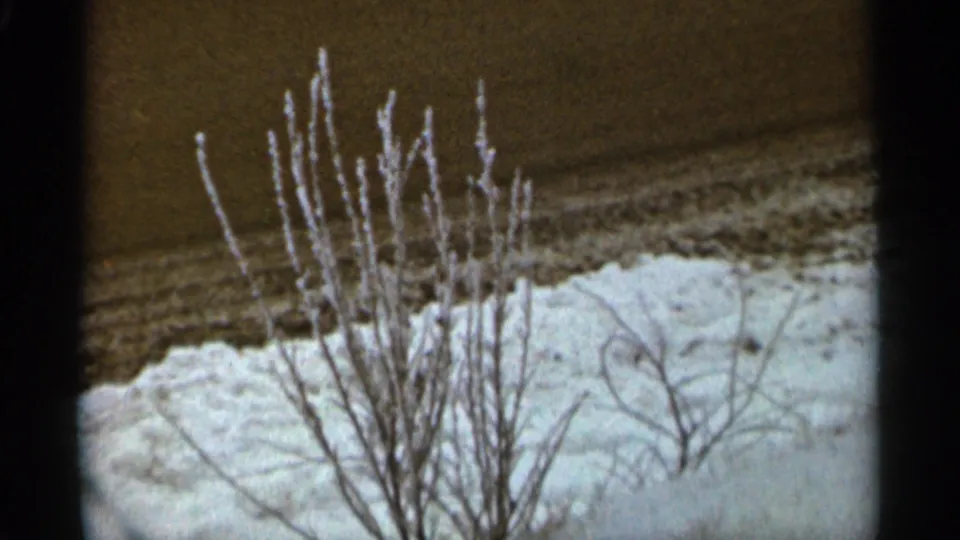 A small leafless shrub stands near snow and a darker ground edge in the Duluth winter scene.