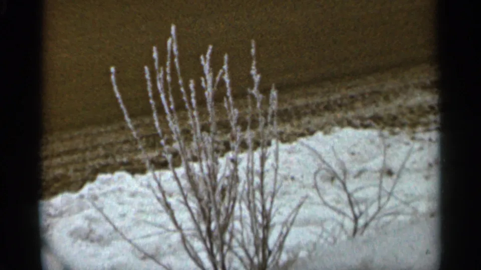 The camera holds on a frosty shrub and snow-covered ground in archival 1965 Duluth footage.