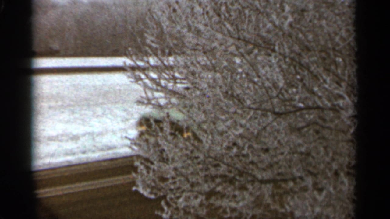 Frosted tree branches beside a snowy road, with dark vertical frame edges.