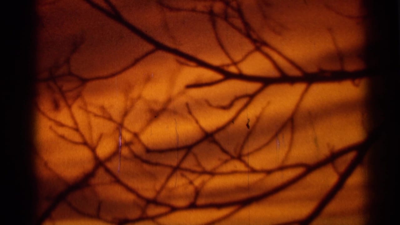 Orange sunset sky seen through silhouetted bare tree branches.
