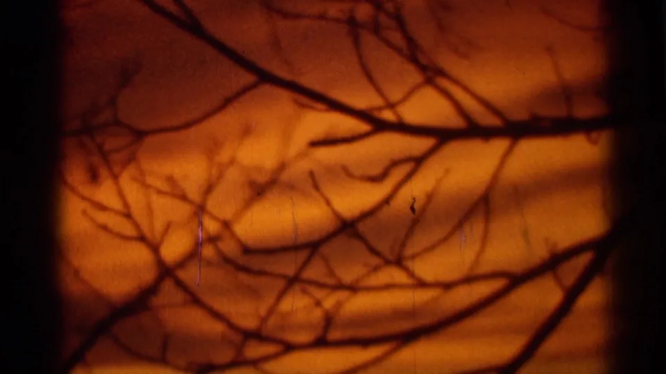 1966 8mm home-movie frame showing an orange sunset sky with dark tree branches in silhouette.