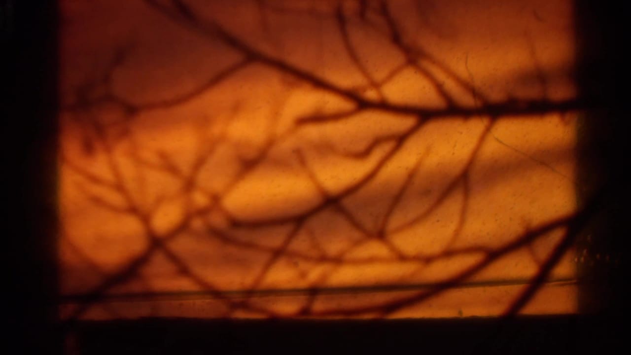 Silhouetted tree branches against a glowing orange sky.