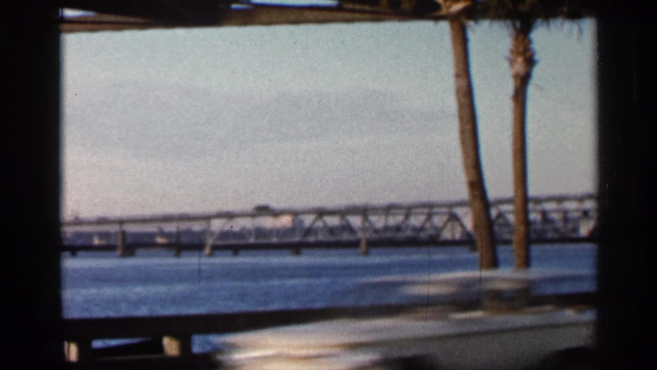 Bridge and water seen past palm trunks with motion blur from a passing vehicle.