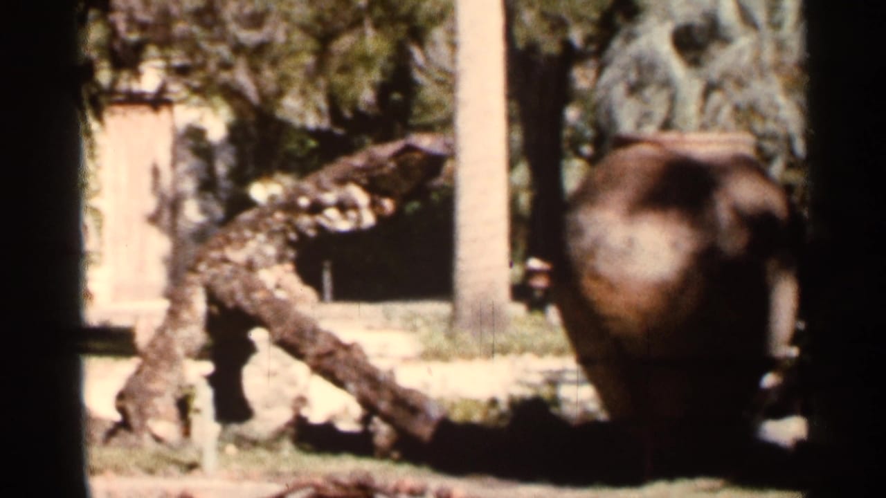 Sunlit garden with a leaning tree trunk, grass, pale wall, and dark fountain shape at right.