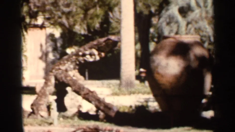 1966 Florida 8mm frame showing a sunlit garden area with a leaning tree trunk, lawn, pale wall, and shaded fountain form.