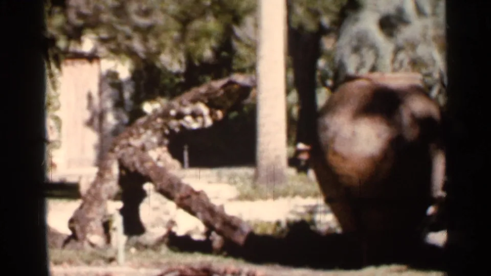 1966 Florida home-movie frame of a garden with a rough tree trunk across the lawn and a blurred stone fountain in shade.