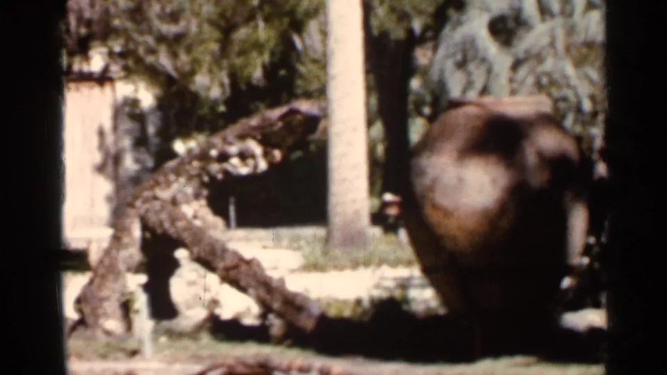 1966 Florida 8mm frame holding on a landscaped garden, with a tree trunk crossing the lawn and a shaded fountain shape nearby.