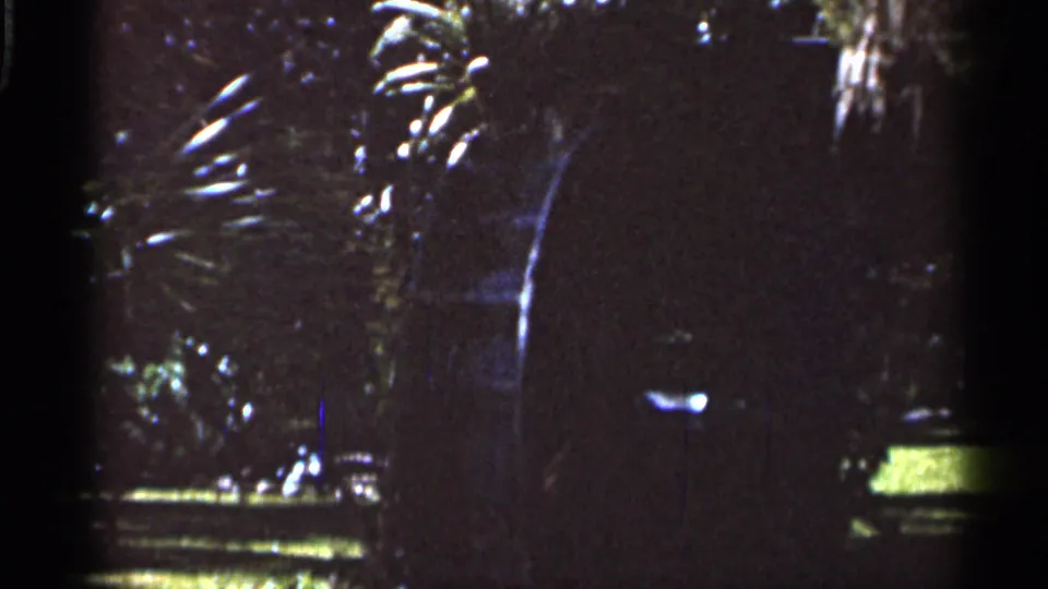 1966 Florida park view with wind-darkened foliage, palm fronds, a pedestal figure, and a bright strip of grass across the lower frame.