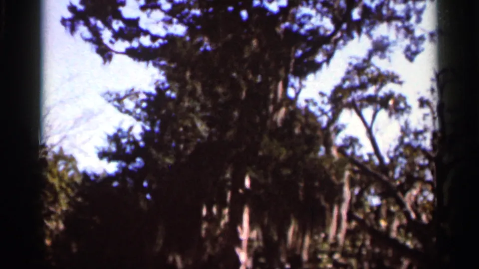 1966 Florida home-movie frame of tall trees, mossy branches, and bright sky seen from a shaded outdoor viewpoint.